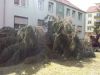 Sturmschaden